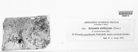 Lepra multipuncta image
